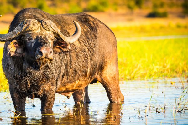 Circuit Aventures Australes, de l'Afrique du Sud au Botswana pas cher photo 21