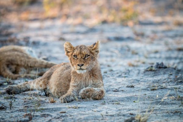 Circuit Des Chutes Victoria au Cap de Bonne Espérance pas cher photo 17