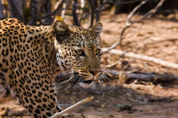 Circuit Du Parc Chobe au Cap de Bonne Espérance pas cher photo 1