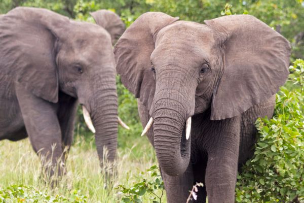 Circuit Du Parc Chobe au Cap de Bonne Espérance pas cher photo 14