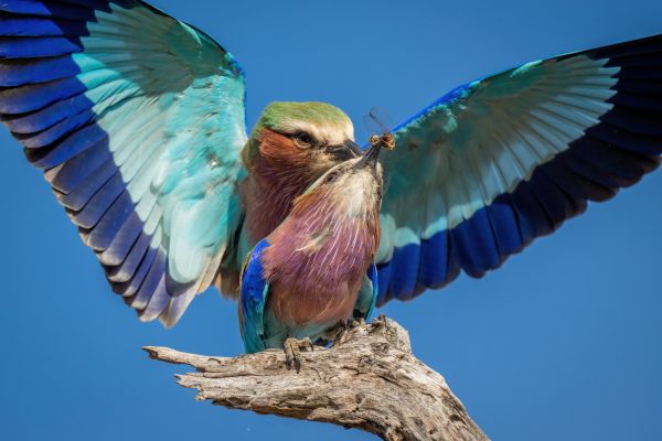 Circuit Du Parc Chobe au Cap de Bonne Espérance pas cher photo 36