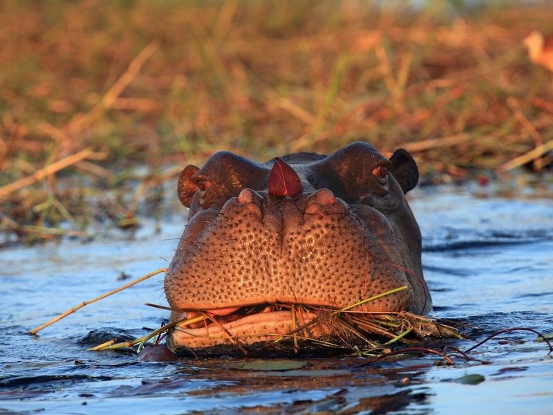 Découvertes Botswanaises 12J/9N pas cher photo 2