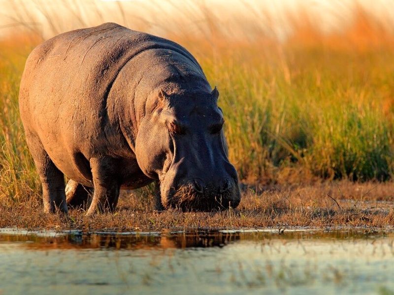 Découvertes Botswanaises 12J/9N pas cher photo 5