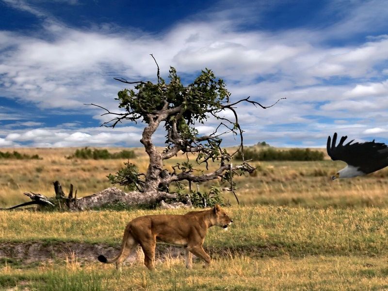 Découvertes Botswanaises 12J/9N pas cher photo 9