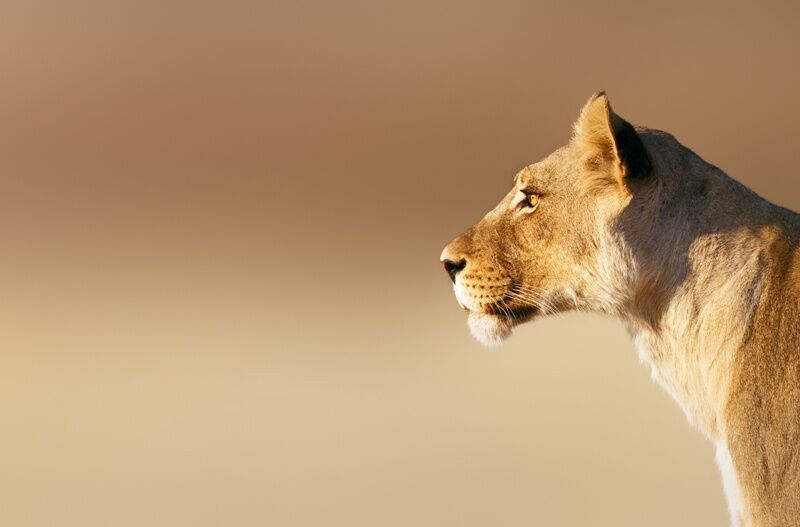 Découvertes Botswanaises 12J/9N pas cher photo 12