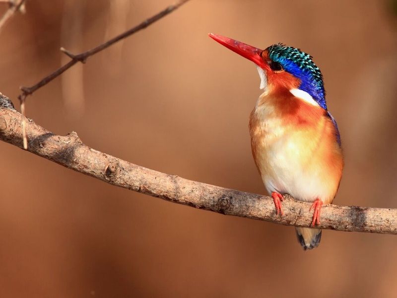 Découvertes Botswanaises 12J/9N pas cher photo 13