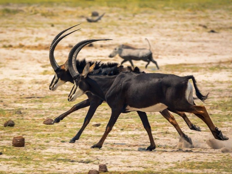 Découvertes Botswanaises 12J/9N pas cher photo 14