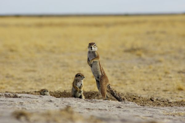Circuit Merveilles de Namibie et Séjour Fish River Canyon 18J/15N pas cher photo 20