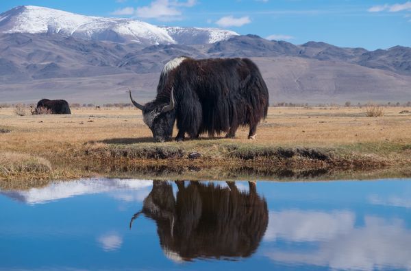 Circuit Immersion en Mongolie - Festival du Feutre et Yak - 10J/7N pas cher photo 2