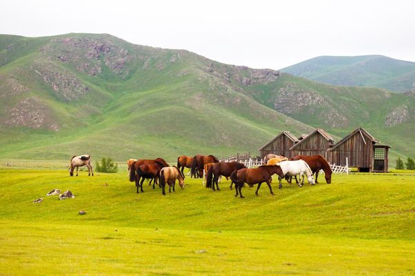Circuit Immersion en Mongolie - Festival du Feutre et Yak - 10J/7N pas cher photo 8