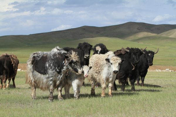 Circuit Immersion en Mongolie - Festival du Feutre et Yak - 10J/7N pas cher photo 13