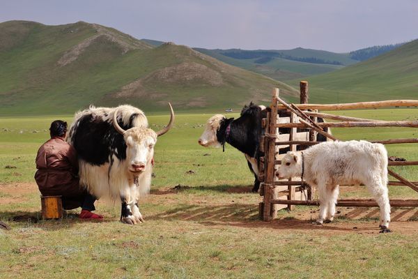 Circuit Immersion en Mongolie - Festival du Feutre et Yak - 10J/7N pas cher photo 14