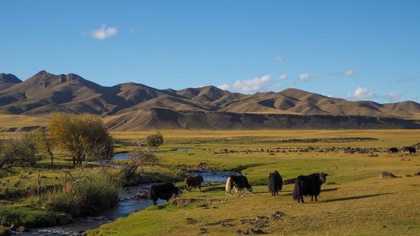 Circuit Immersion en Mongolie - Festival du Naadam - 12J/09N pas cher photo 5