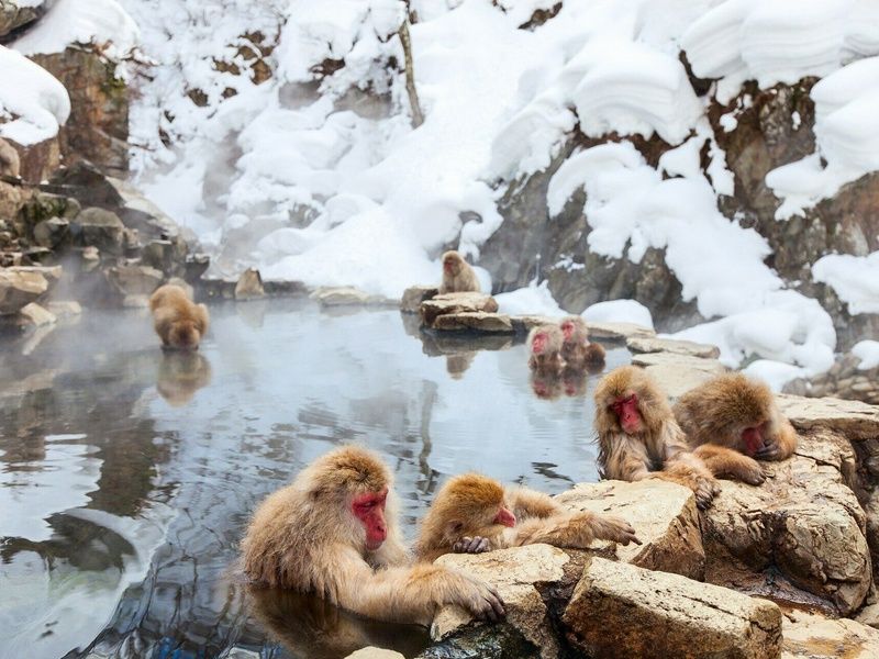 Grande Traversée des Alpes Japonaises : Circuit individuel en 3* pas cher photo 6