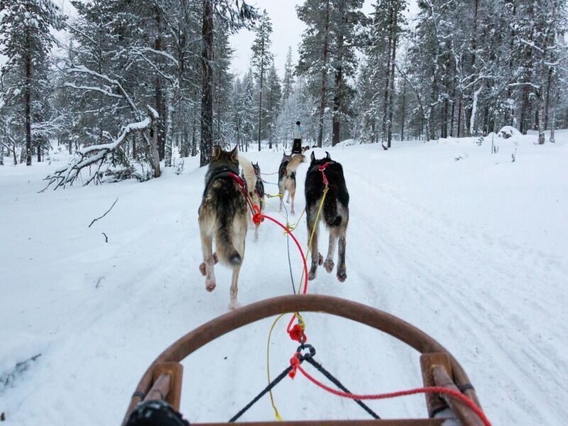 Sejour Immersion Polaire à Rovaniemi pas cher photo 3