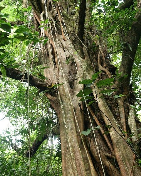 Circuit entre Jungles et Forêts du Costa Rica & Tortuguero et extension Playa Tamarindo pas cher photo 9