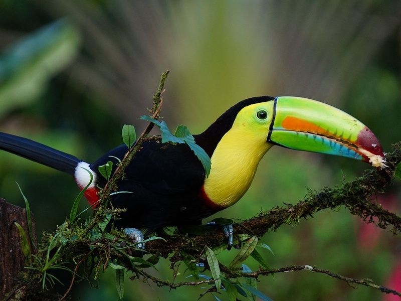 Circuit entre Jungles et Forêts du Costa Rica & Tortuguero et extension Playa Tamarindo pas cher photo 25