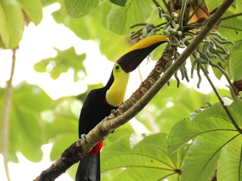 Circuit entre Jungles et Forêts du Costa Rica & Tortuguero et extension Playa Tamarindo pas cher photo 32