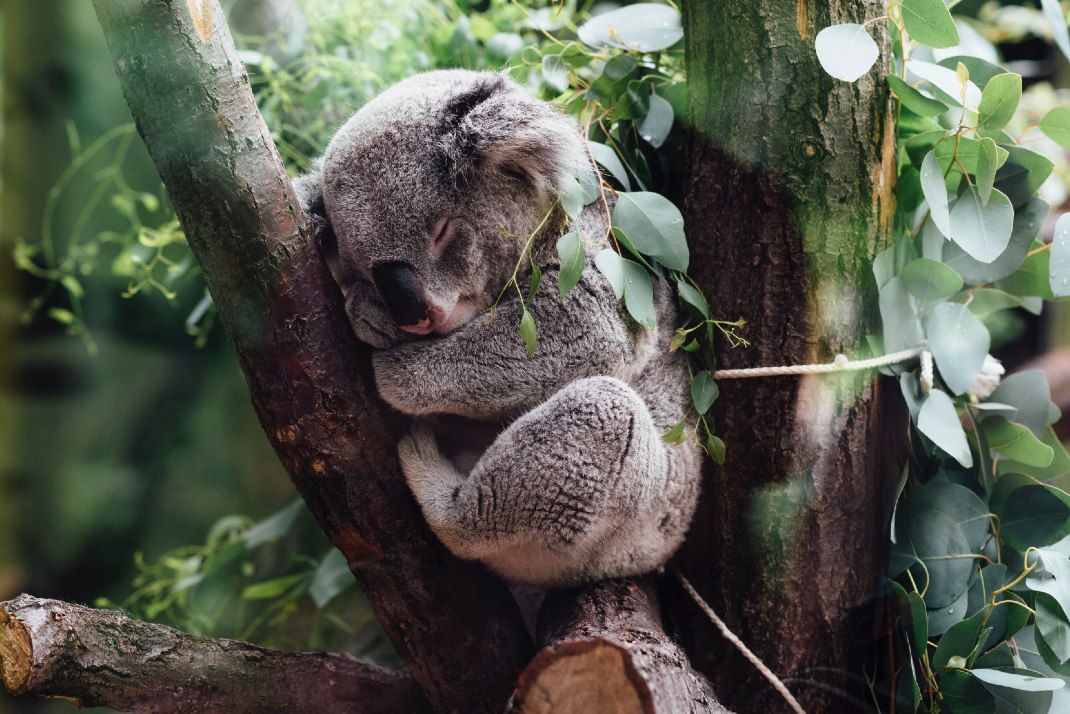 Circuit Regard sur l'Australie, au pays des kangourous et koalas pas cher photo 2