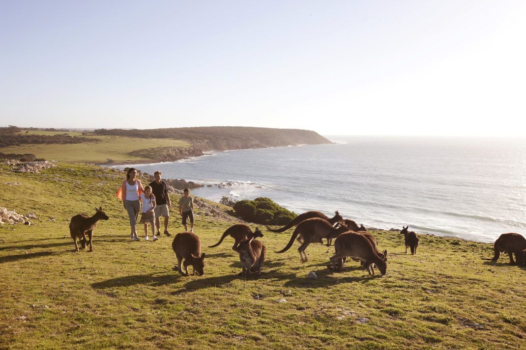 Circuit Regard sur l'Australie, au pays des kangourous et koalas pas cher photo 4