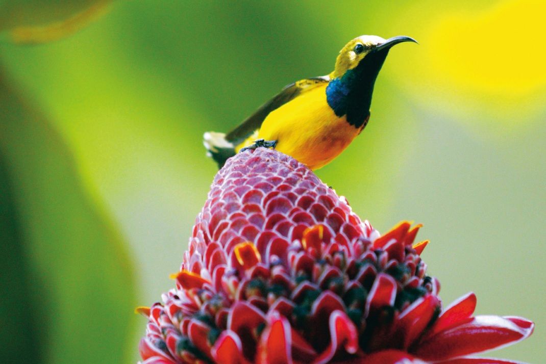 Circuit Regard sur l'Australie, au pays des kangourous et koalas pas cher photo 15