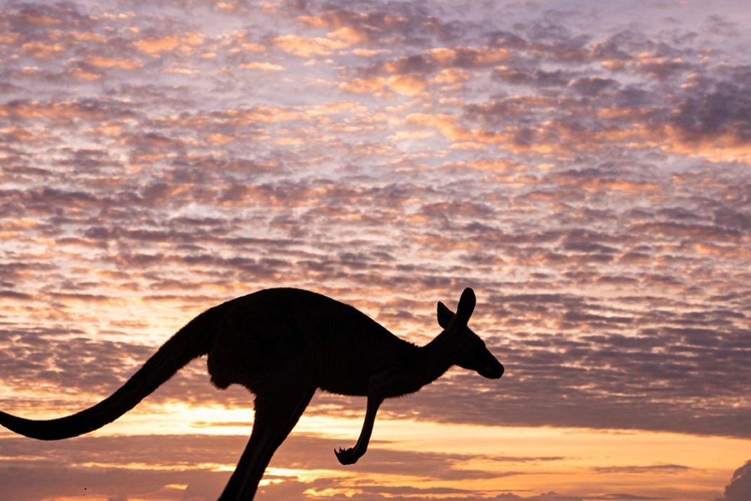 Circuit Regard sur l'Australie, au pays des kangourous et koalas pas cher photo 16