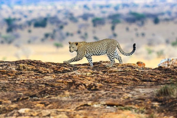 Circuit Explorations du Kenya 100% Safari pas cher photo 3