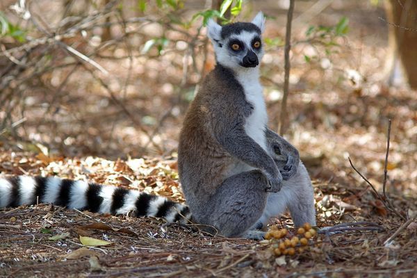 Circuit Splendeurs de Madagascar pas cher photo 16