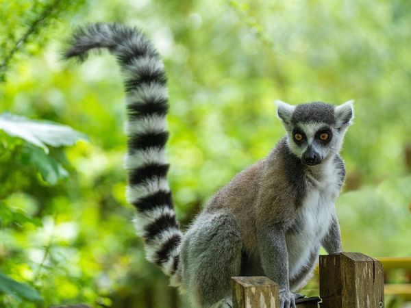 Circuit Splendeurs de Madagascar pas cher photo 20