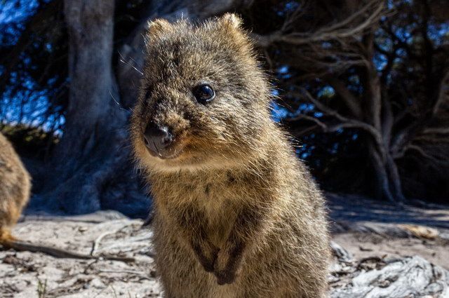 La Grande Traversée de l'Australie pas cher photo 5