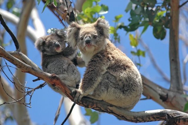 La Grande Traversée de l'Australie - Vols Premium Economy pas cher photo 16
