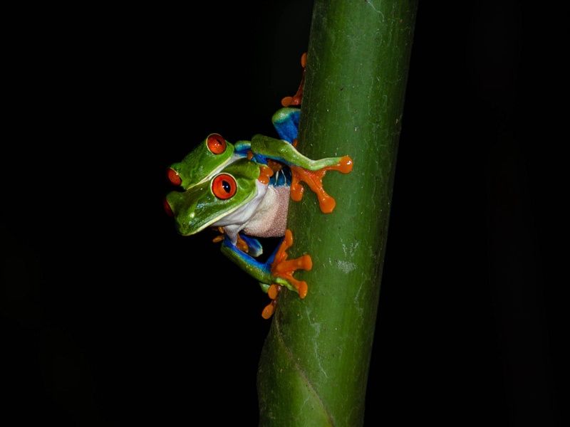 Autotour Entre volcans et forêts, l'âme du Costa Rica pas cher photo 5