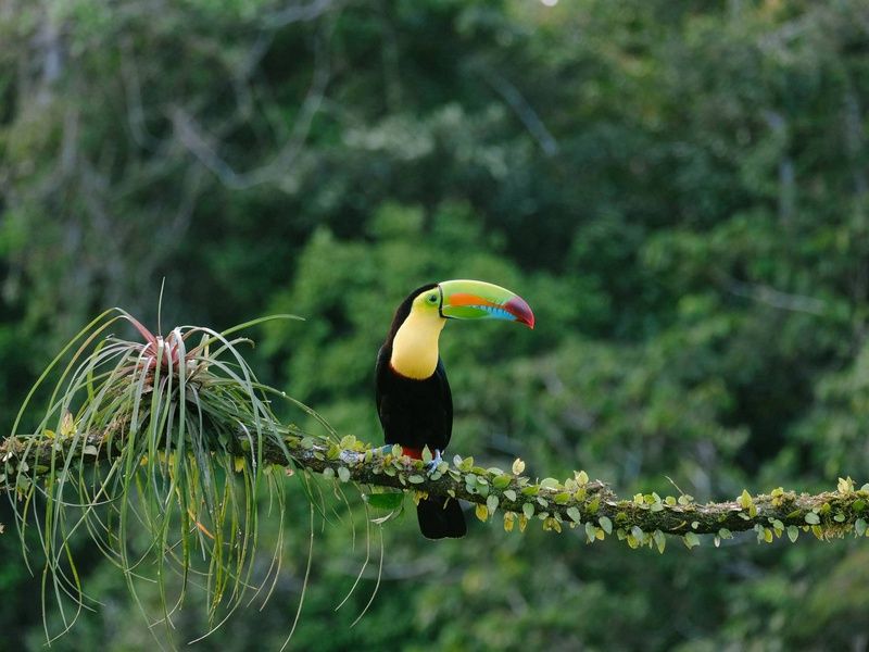 Autotour Entre volcans et forêts, l'âme du Costa Rica pas cher photo 7