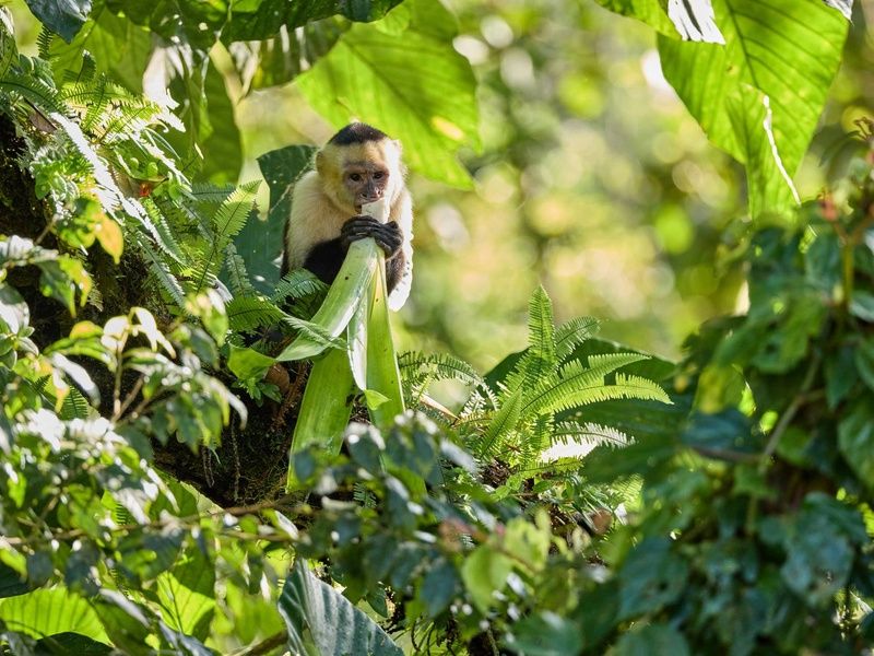 Autotour Entre volcans et forêts, l'âme du Costa Rica pas cher photo 8