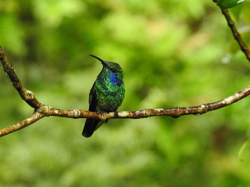 Combiné hôtels Loin du monde : séjour secret sur les rivages costaricains pas cher photo 6