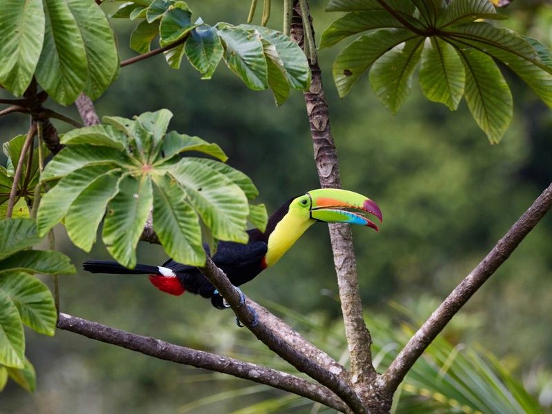 Combiné hôtels Loin du monde : séjour secret sur les rivages costaricains pas cher photo 13