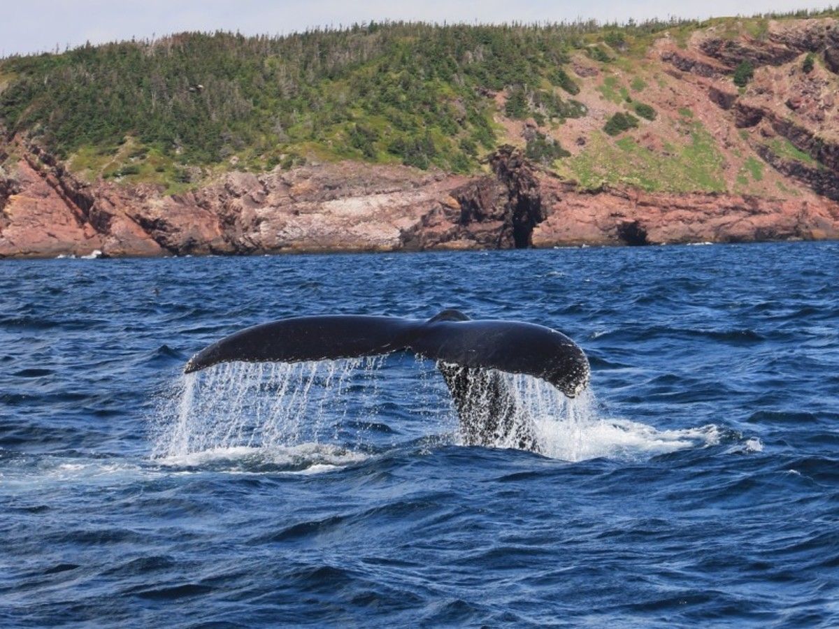 Le Grand Tour De L'est Canadien pas cher photo 11