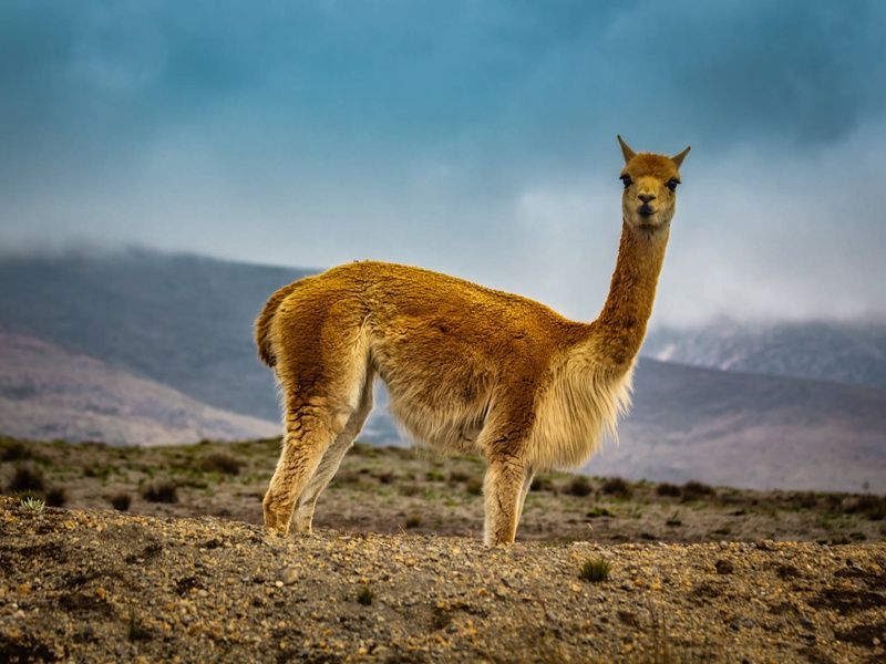 Circuit L'appel des Andes : de Quito aux mystères d'Ingapirca pas cher photo 12