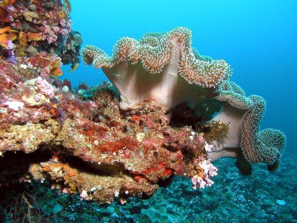 Circuit Merveilles du Sri Lanka et Extension Fihalhohi Island 4* Maldives pas cher photo 16