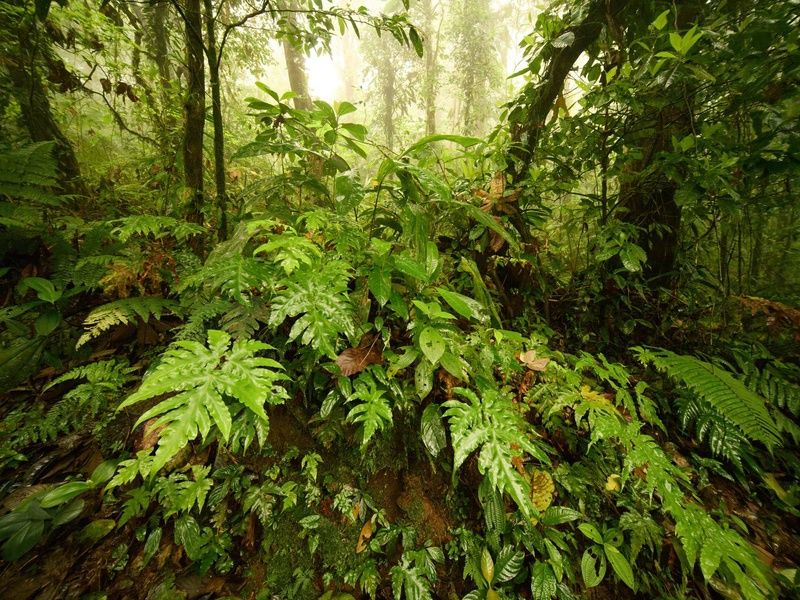 Circuit Costa Rica authentique : trek entre forêts et volcans pas cher photo 3