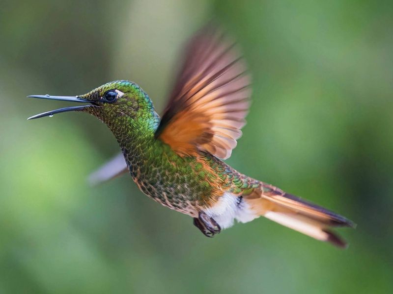 Circuit De la cordillère aux Galápagos : un voyage au coeur de la nature pas cher photo 3
