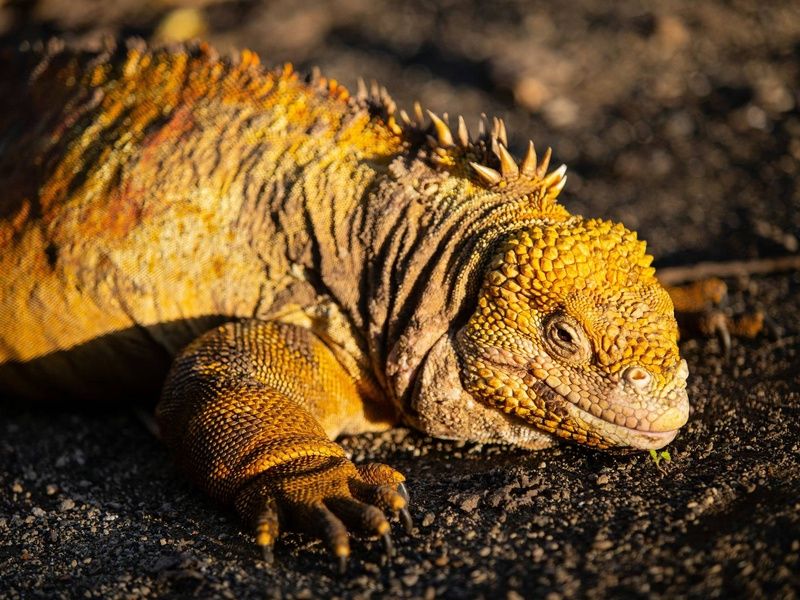 Circuit De la cordillère aux Galápagos : un voyage au coeur de la nature pas cher photo 9