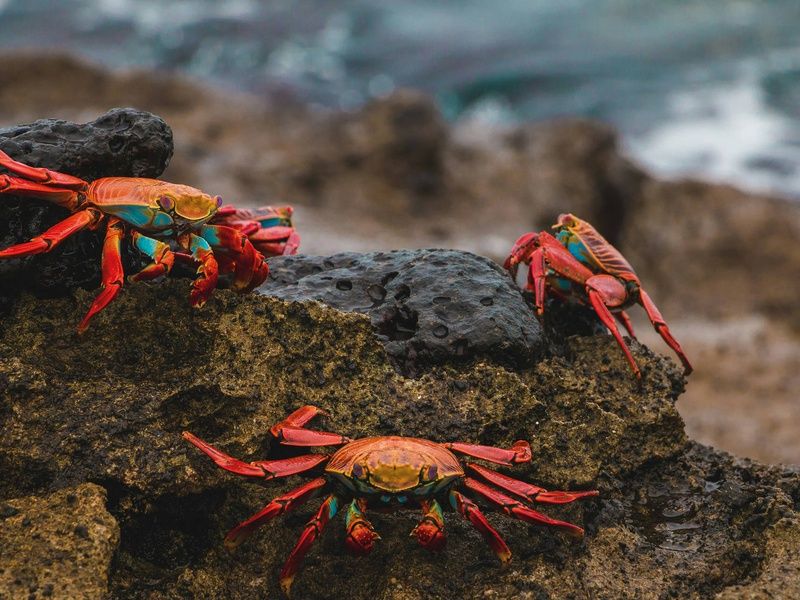 Circuit De la cordillère aux Galápagos : un voyage au coeur de la nature pas cher photo 11
