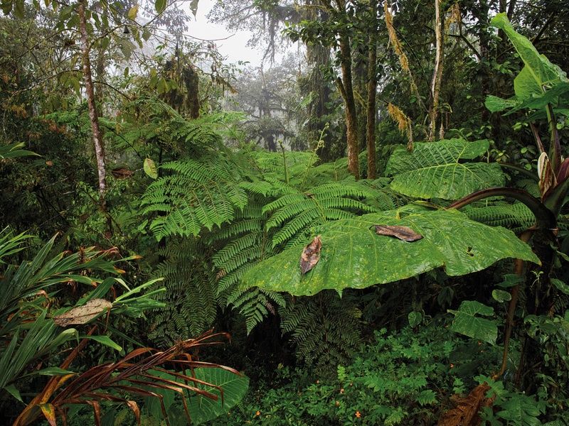 Circuit De la cordillère aux Galápagos : un voyage au coeur de la nature pas cher photo 12