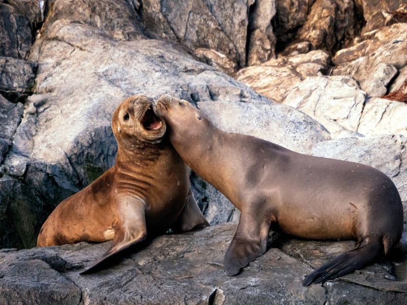 Circuit Le grand tour argentin : des Andes à la Terre de Feu pas cher photo 12