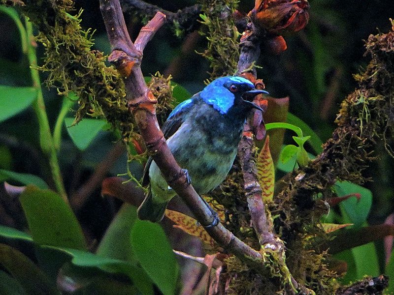Tentatrice nature pas cher photo 9