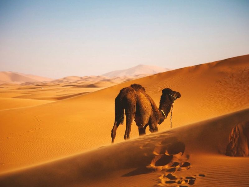 Circuit Le souffle des dunes : voyage à pied au coeur du grand sud pas cher photo 8