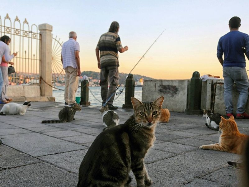 Circuit Saveurs d'Istanbul : voyage au coeur de la cuisine turque 4* pas cher photo 12