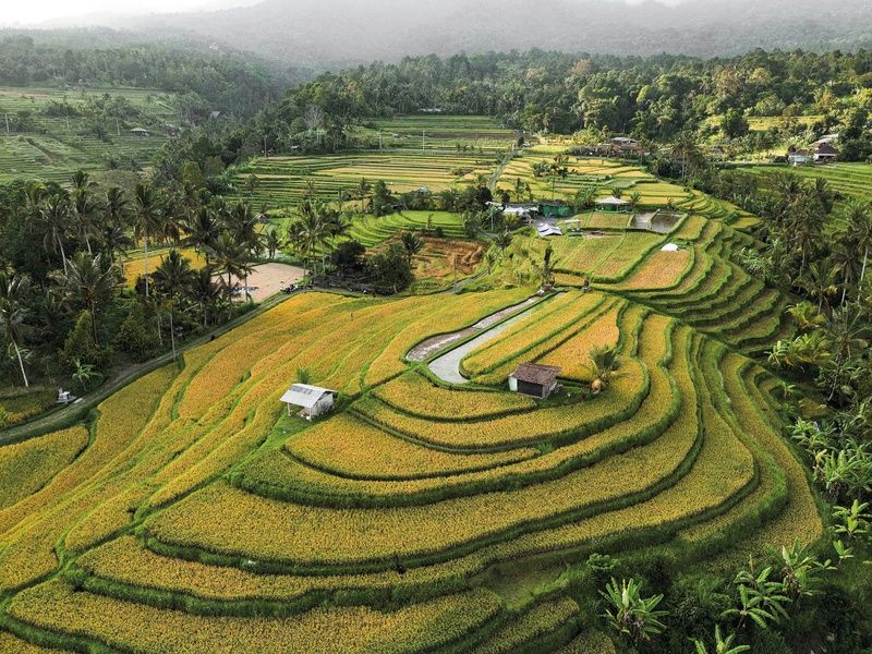 Circuit De la jungle d'Ubud aux vagues de Nusa Lembongan 4* pas cher photo 2