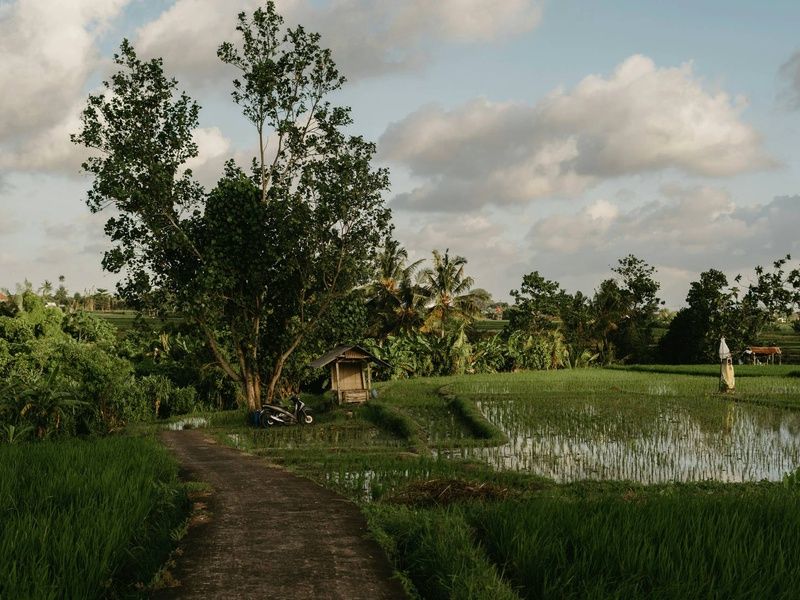 Circuit De la jungle d'Ubud aux vagues de Nusa Lembongan 4* pas cher photo 9